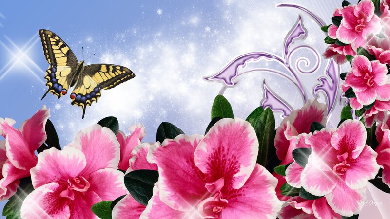Pink Flowers and Butterfly — Dreamy