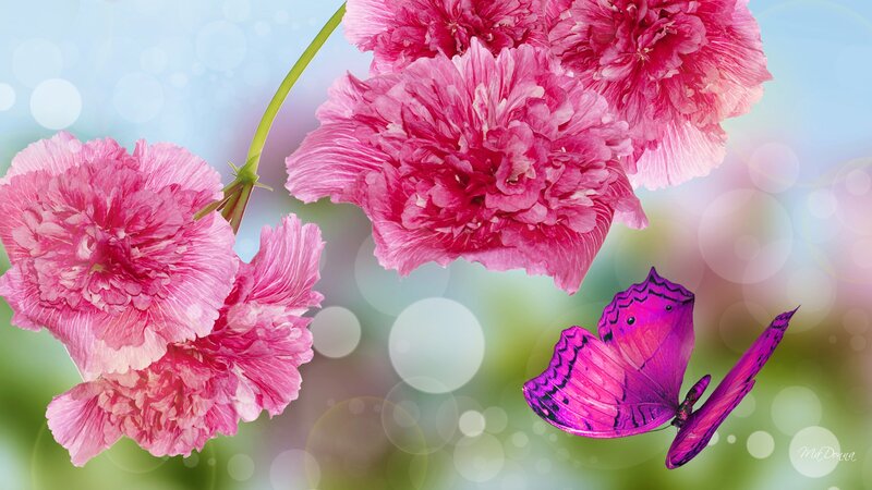 Pink Flowers and Butterfly — Serene