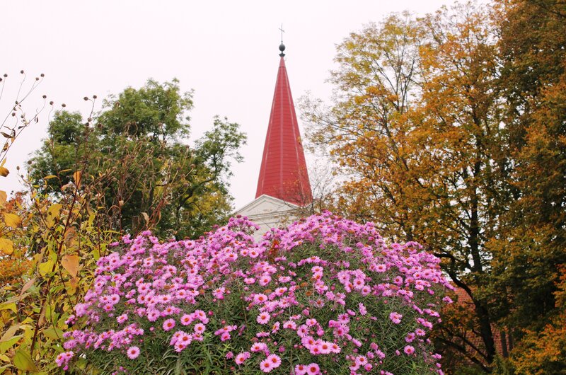 Pink Flowers and Church Steeple
