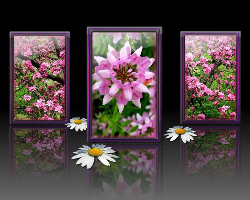 Pink Flowers and Daisies — Serene