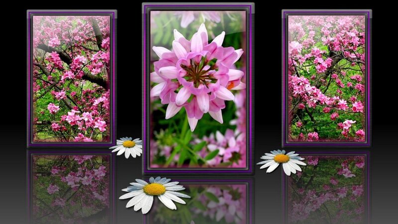 Pink Flowers and Daisies