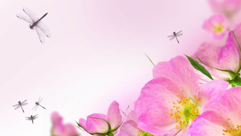 Pink Flowers and Dragonflies