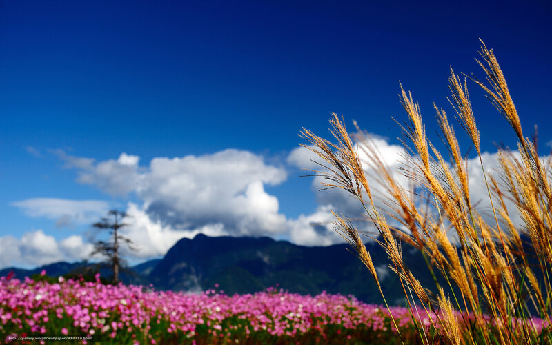 Pink flowers and golden grass