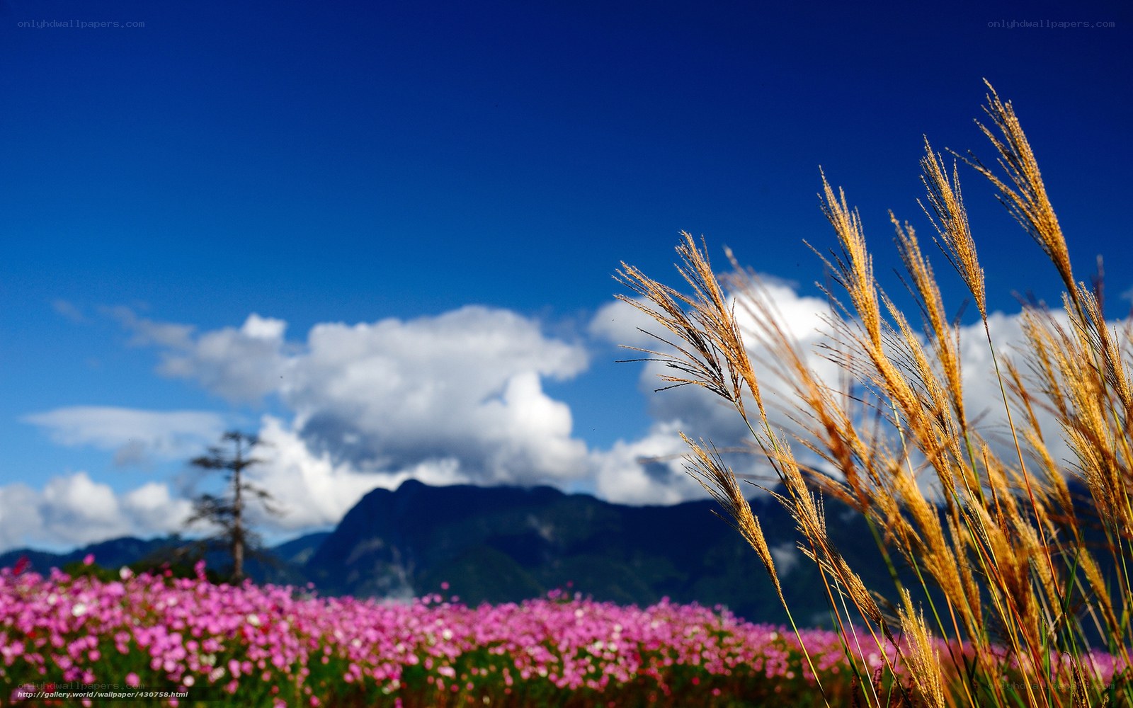 Pink flowers and golden grass