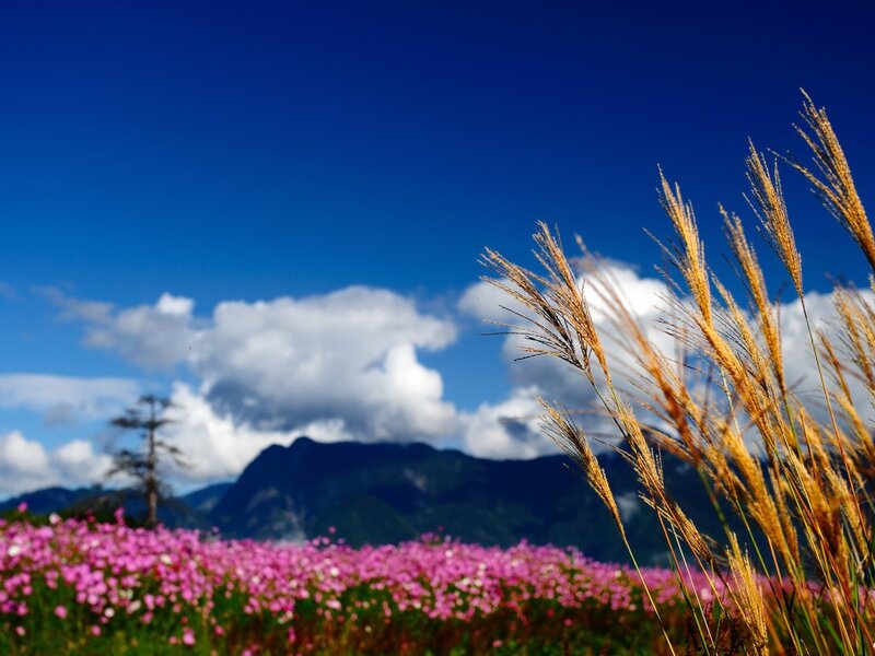 Pink Flowers and Grasses