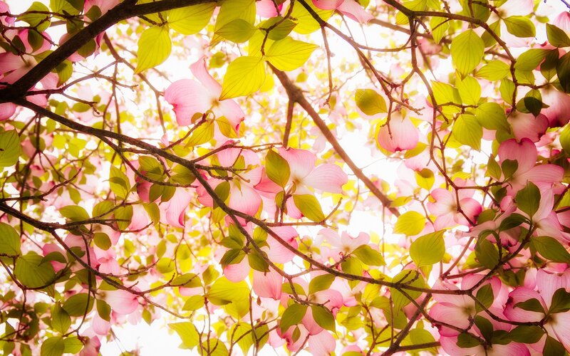 Pink flowers and green leaves