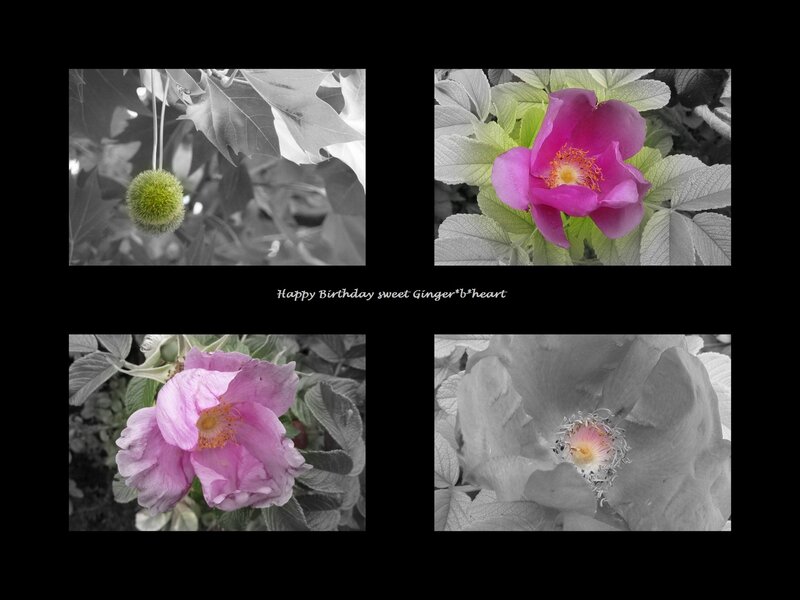 Pink Flowers and Green Leaves — Calm, Photograph