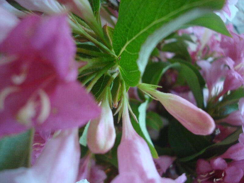 Pink Flowers and Green Leaves — Calm, Spring, Photograph