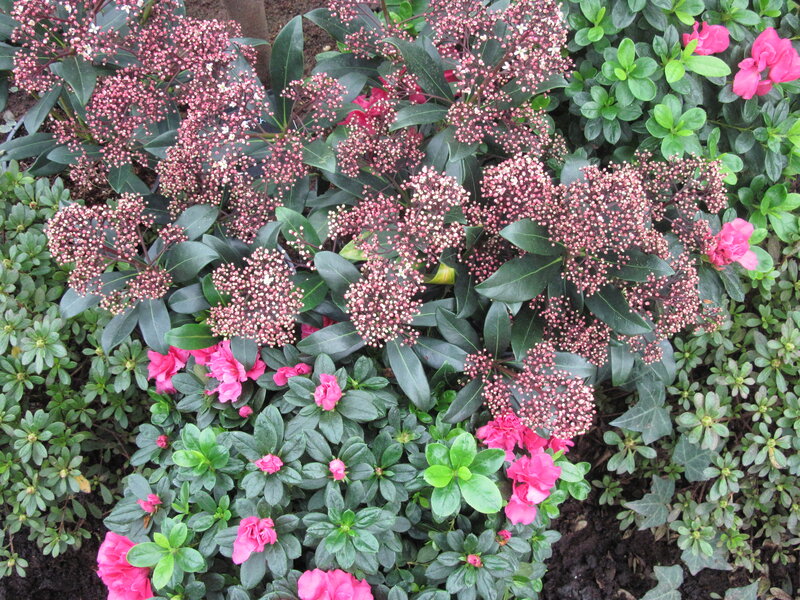 Pink Flowers and Green Leaves — Calm, Spring
