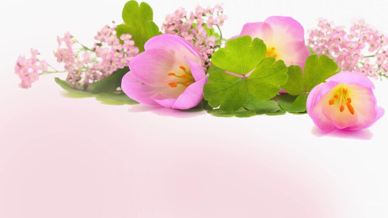 Pink Flowers and Green Leaves — Calm
