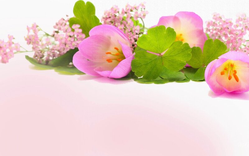 Pink Flowers and Green Leaves — Serene, Spring, Photograph