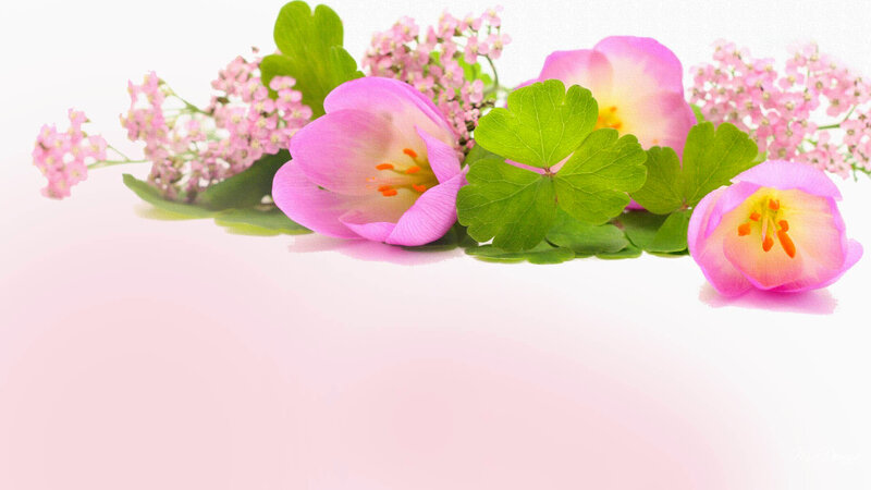 Pink Flowers and Green Leaves — Serene, Spring