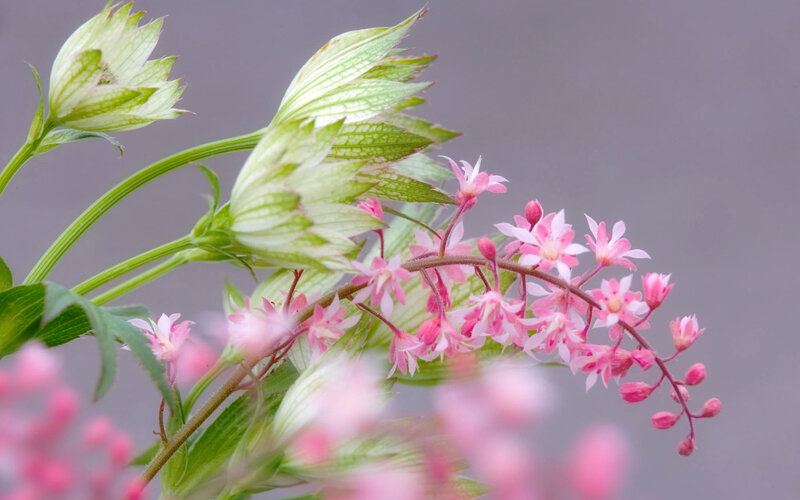 Pink Flowers and Green Leaves — Serene