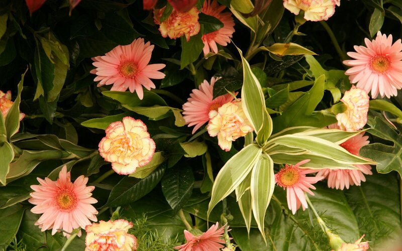 Pink flowers and green leaves