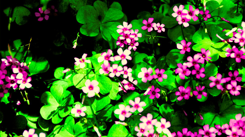 Pink Flowers and Green Leaves — Vibrant