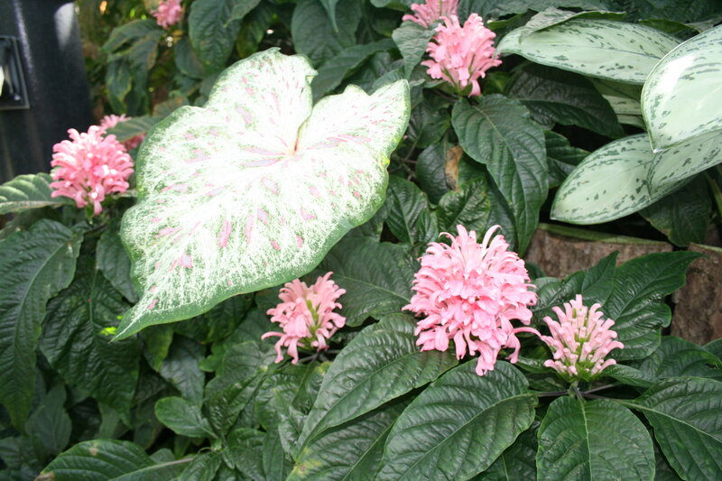 Pink Flowers and Patterned Leaves