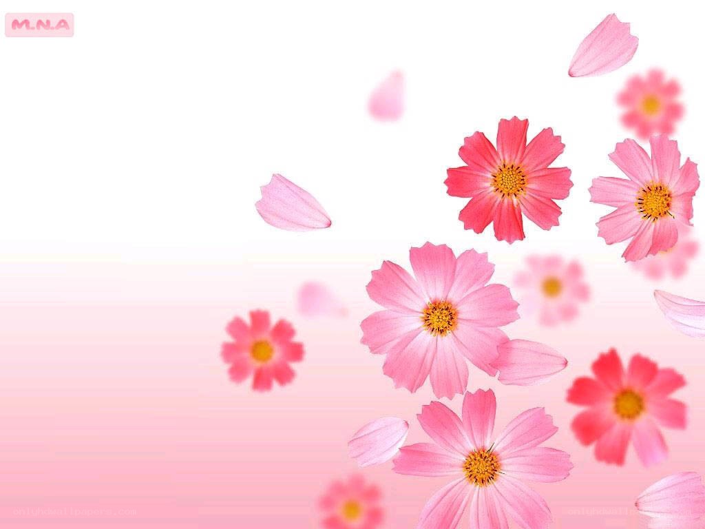 pink flowers and petals