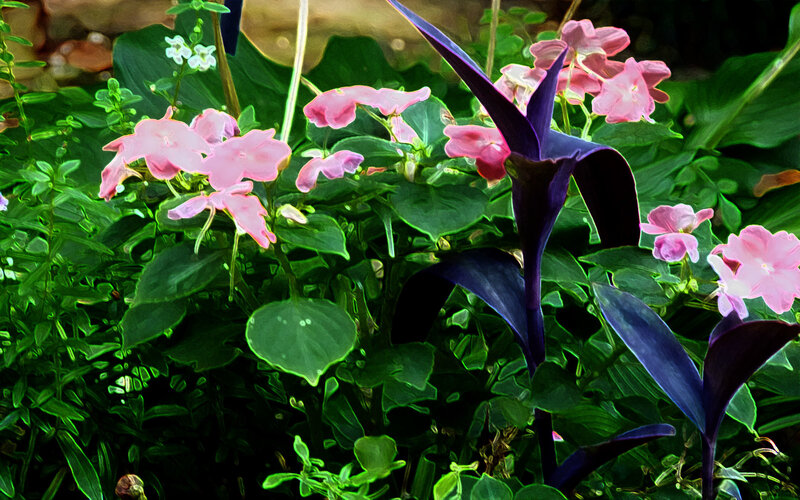 Pink flowers and purple leaves