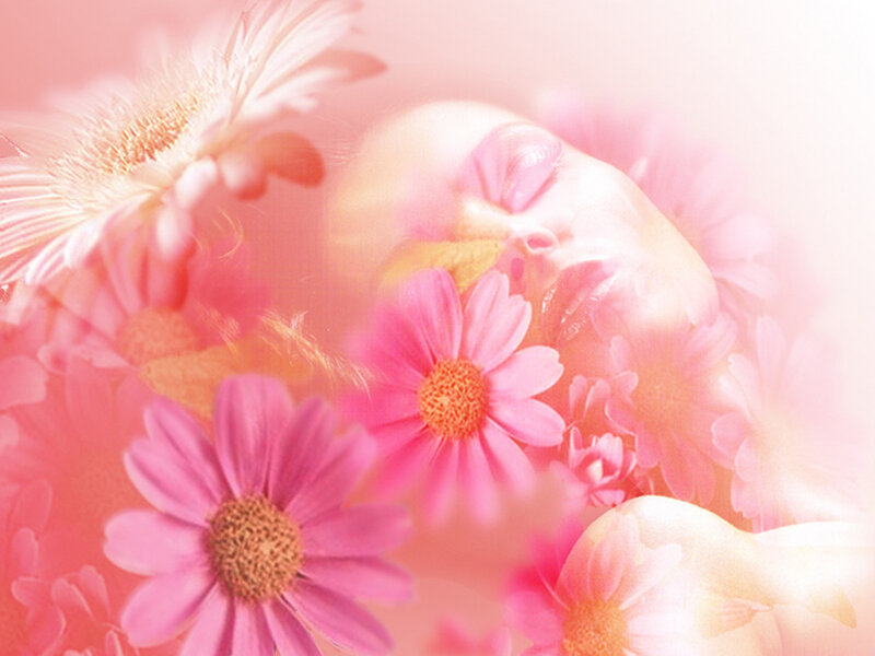 pink flowers and soft light