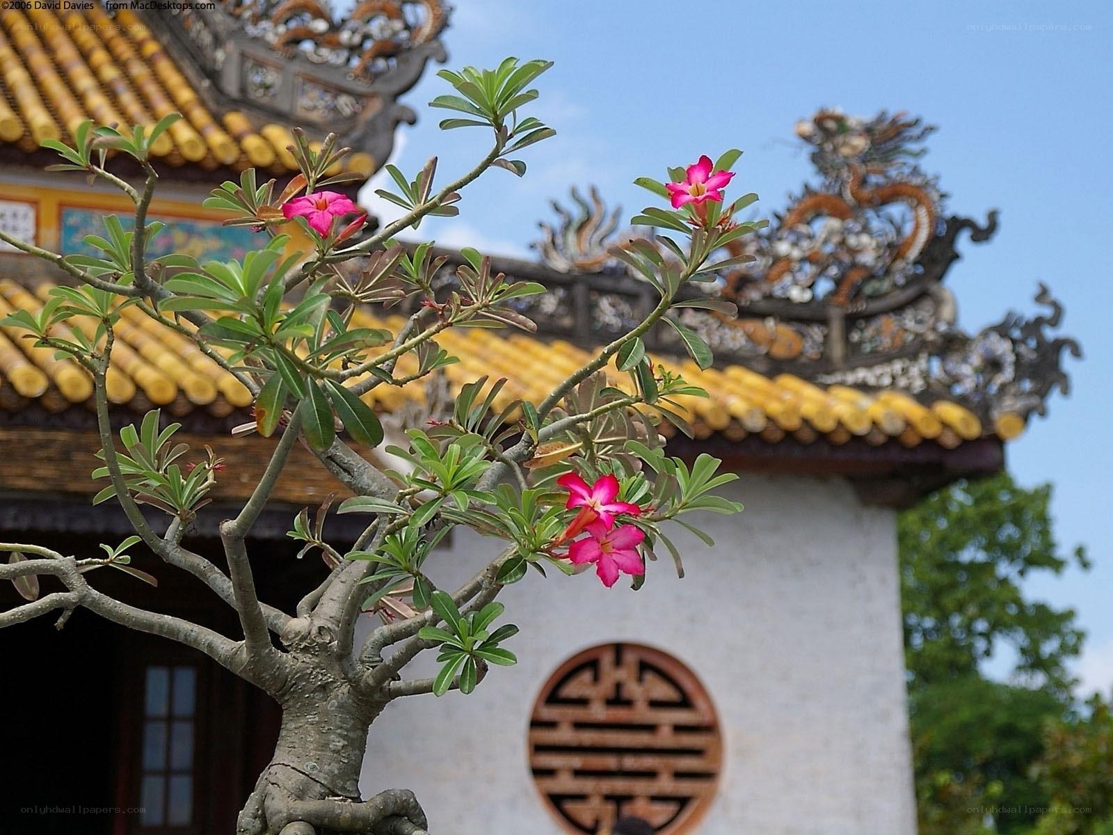 Pink flowers at a temple