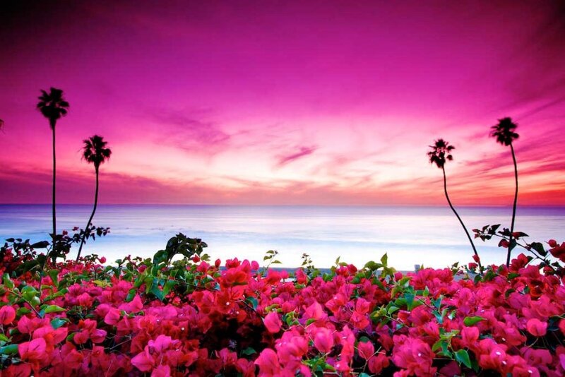 Pink Flowers at Beach
