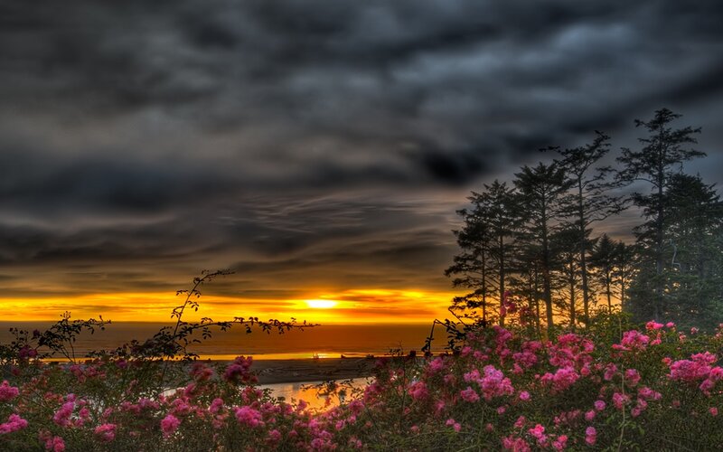 Pink Flowers at Sunset