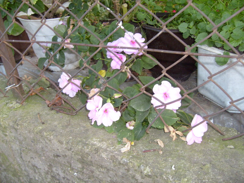 Pink Flowers Behind Fence