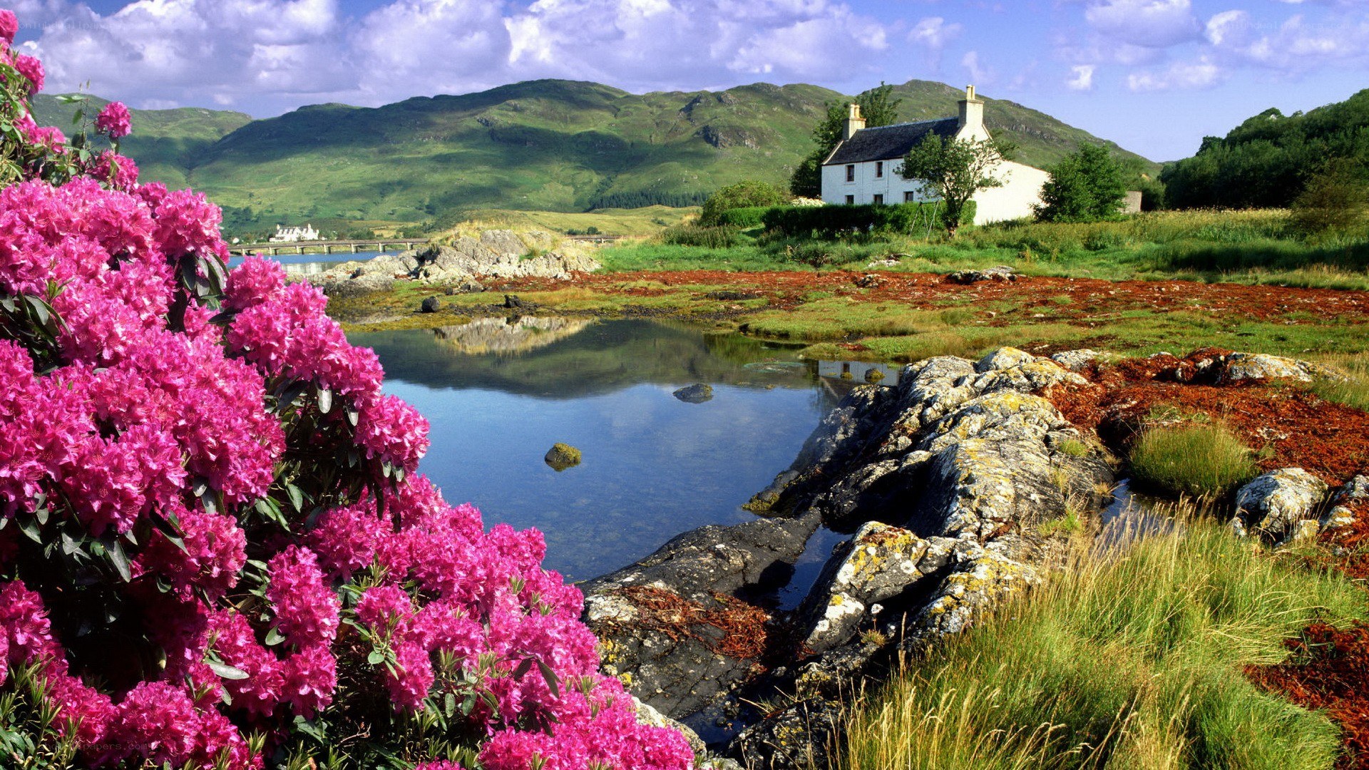 Pink flowers by a cottage
