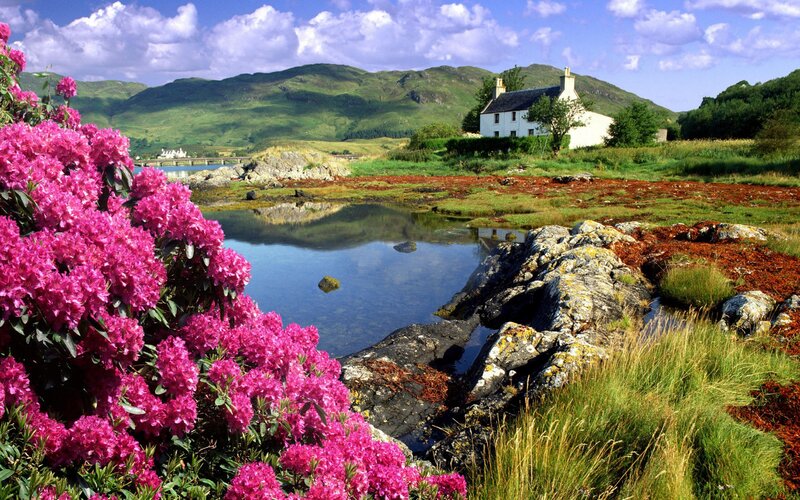 Pink flowers by a cottage