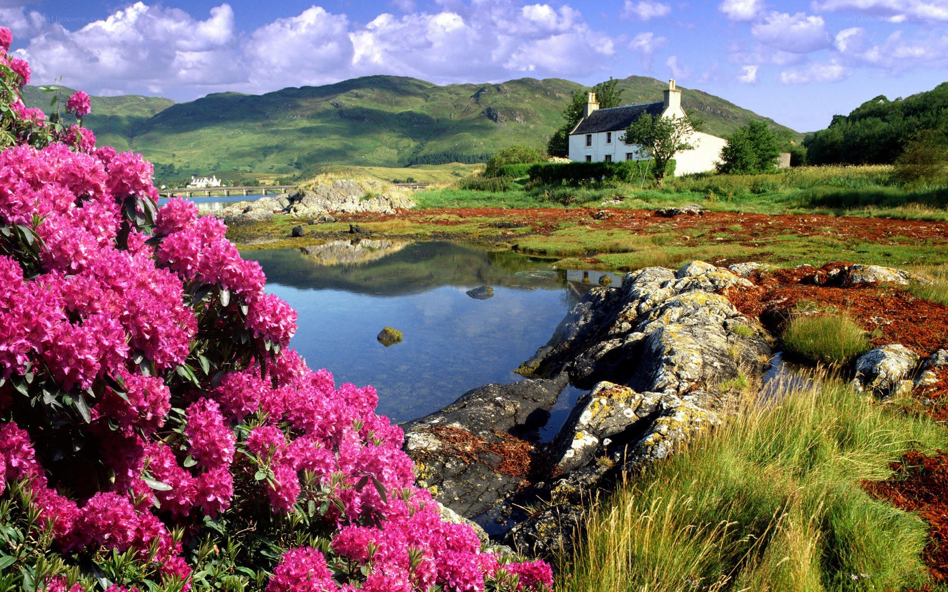 Pink flowers by a cottage