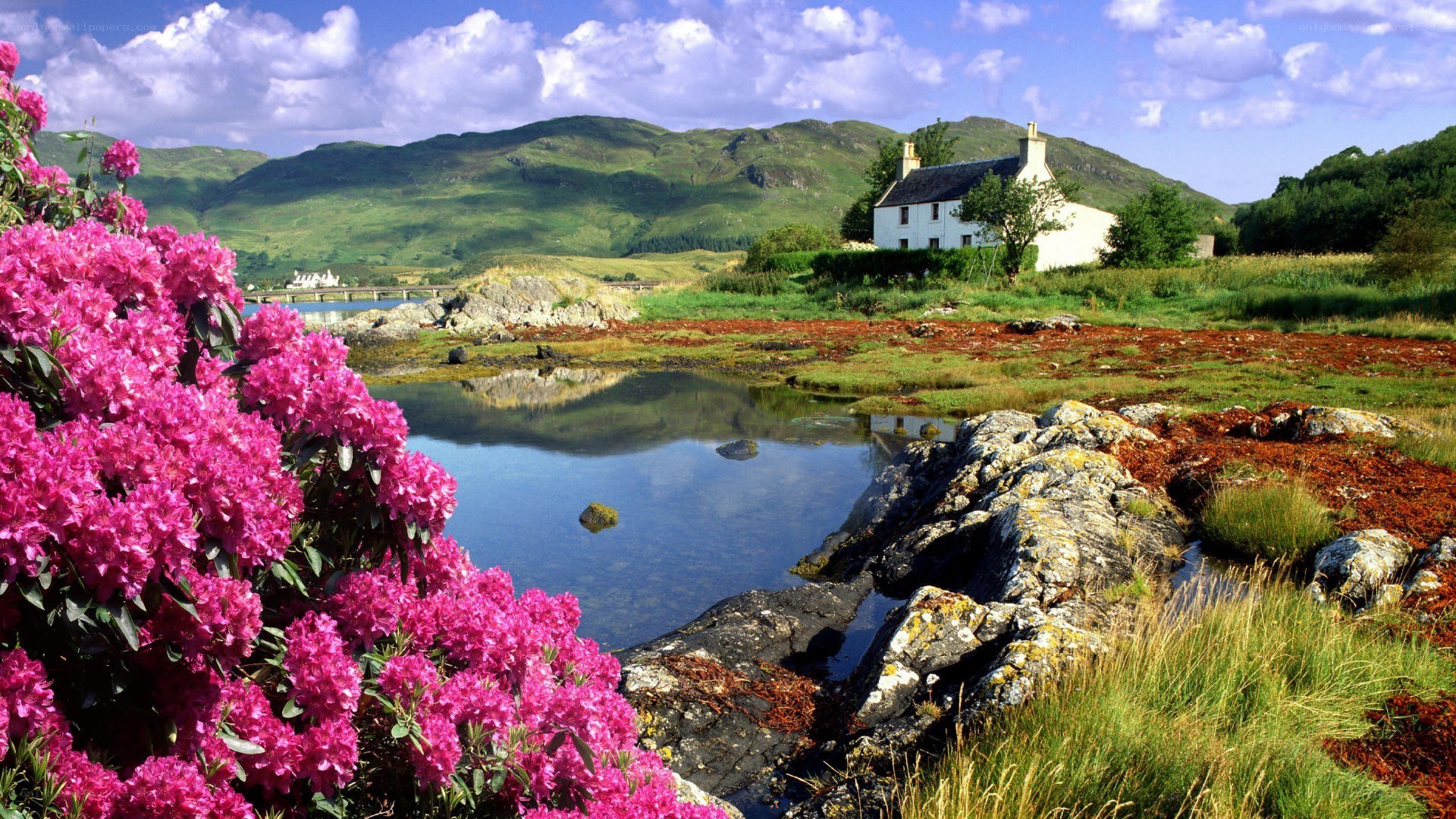 Pink flowers by a cottage