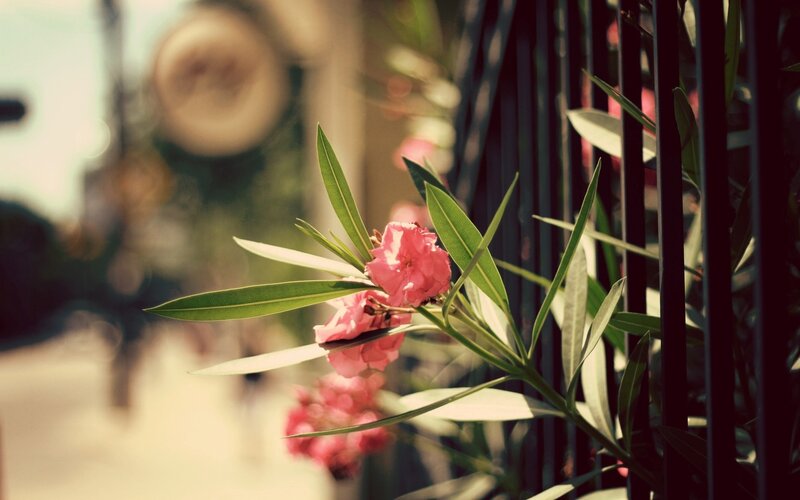 Pink flowers by a fence