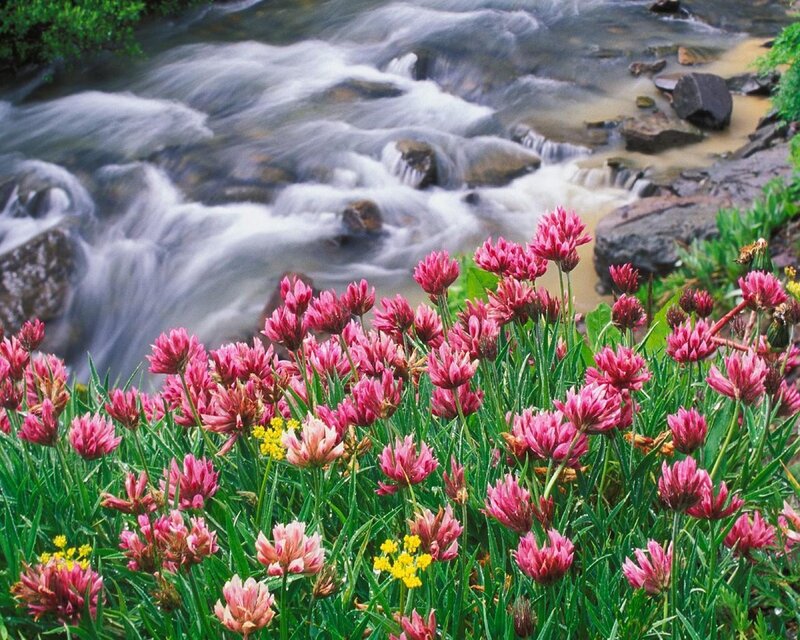 Pink flowers by a flowing stream