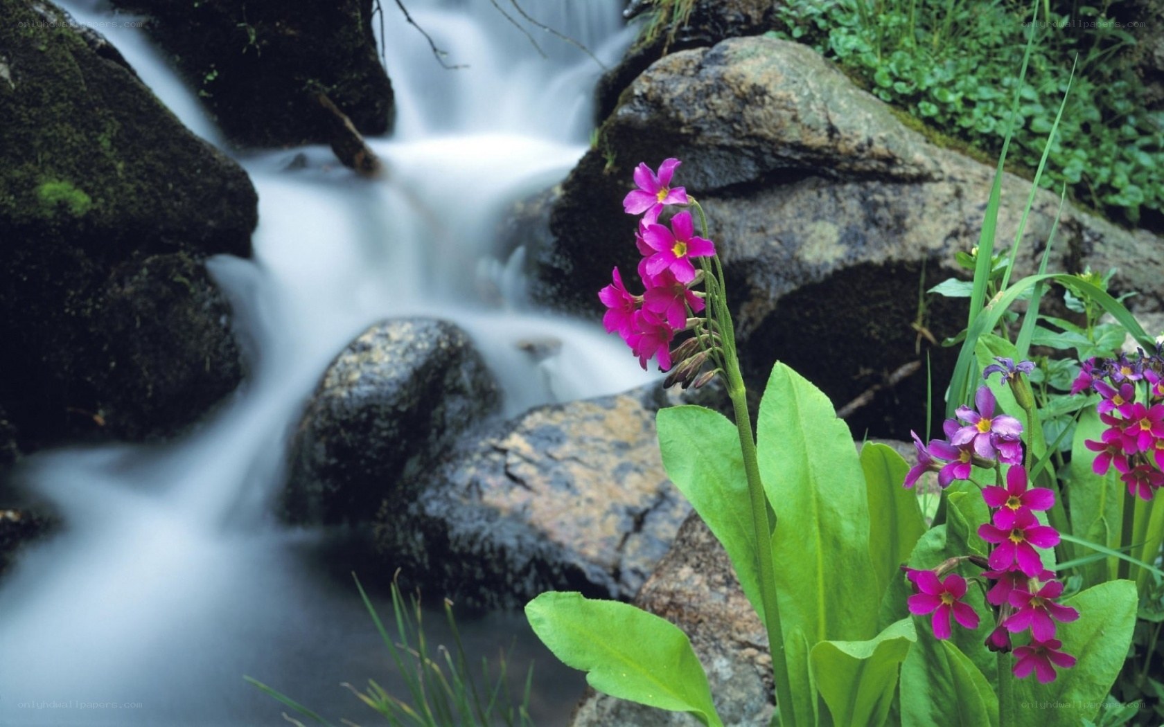 Pink flowers by a flowing stream
