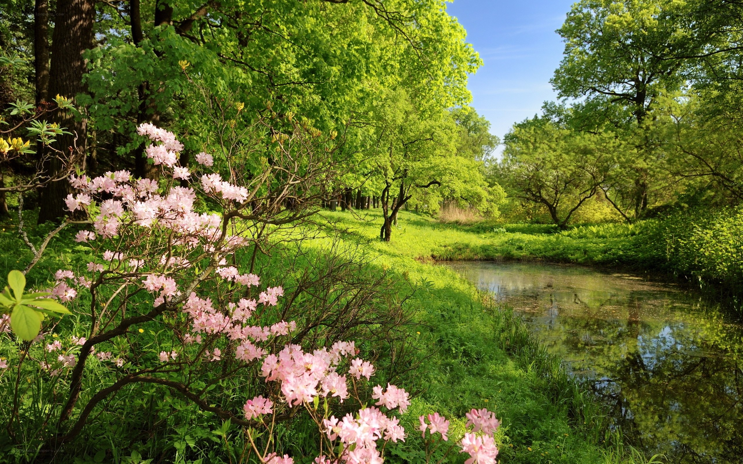 Pink flowers by a river