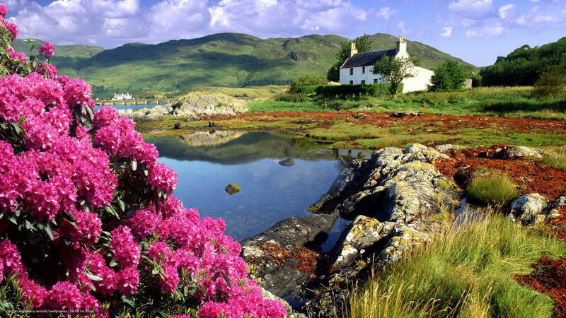 Pink flowers by a Scottish cottage
