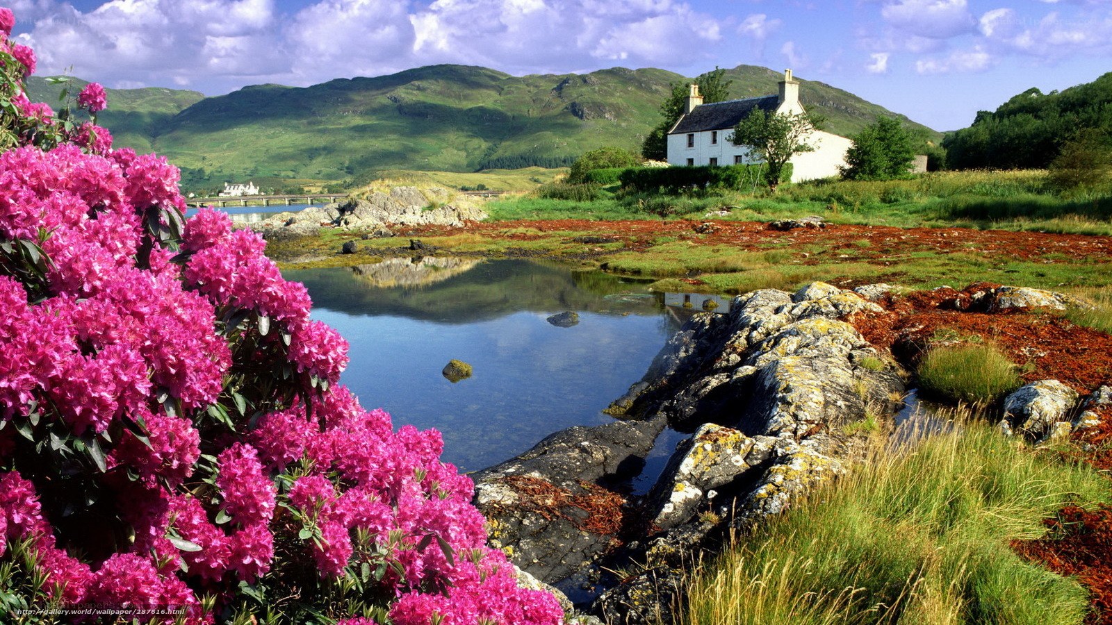 Pink flowers by a Scottish cottage
