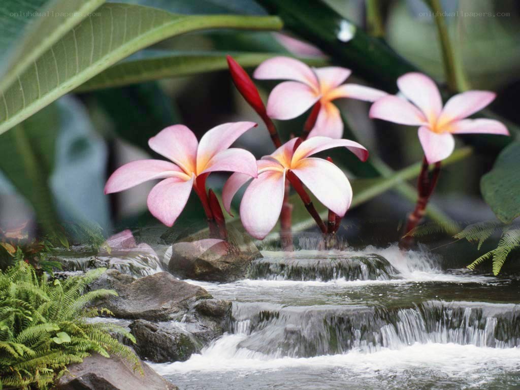 Pink flowers by a small waterfall