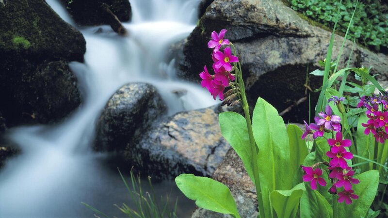 Pink flowers by a stream