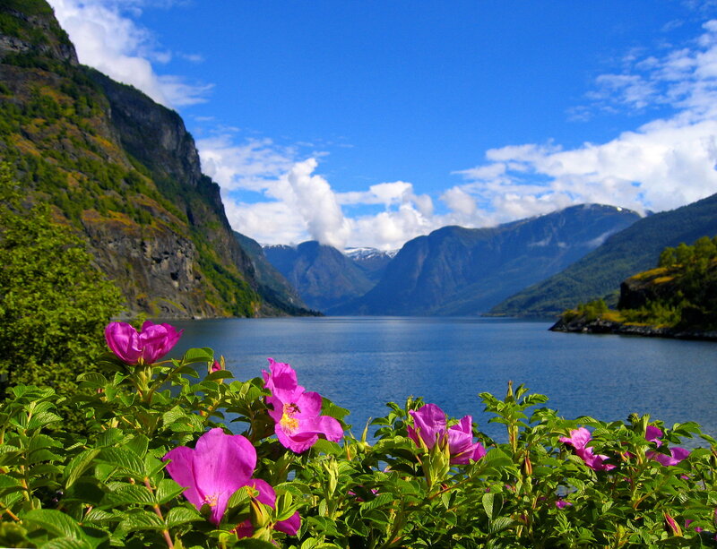 Pink Flowers by Fjord