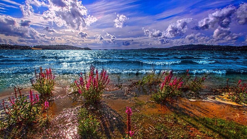 Pink Flowers by Lake — Blue, Dramatic, Afternoon