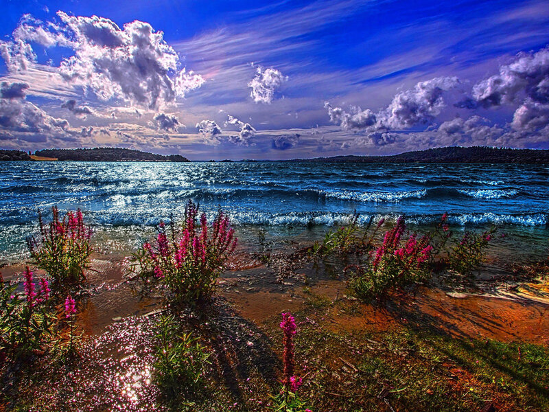 Pink Flowers by Lake — Blue, Dramatic