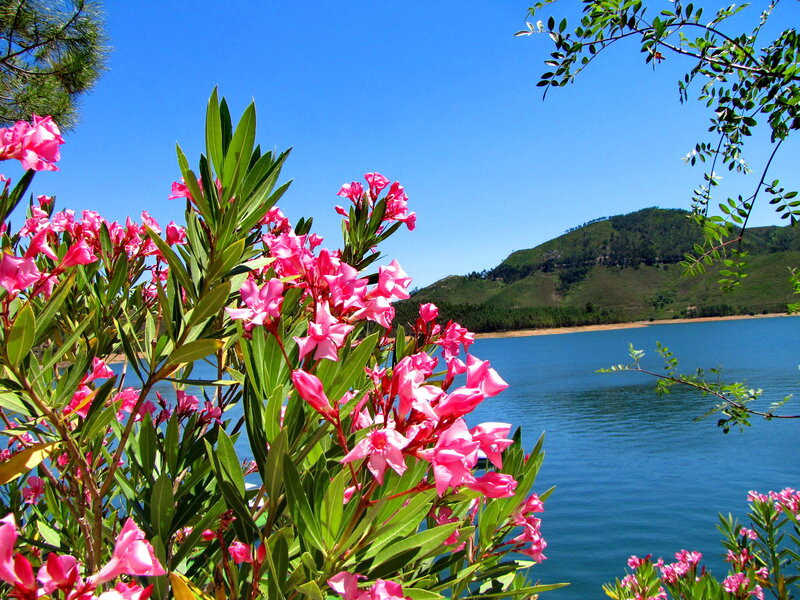 Pink Flowers by Lake — Blue, Serene, Afternoon