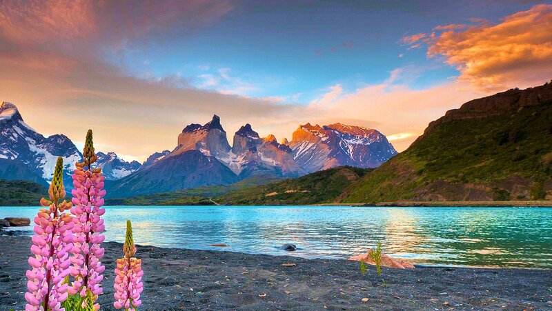 Pink Flowers by Lake — Blue, Serene, Sunset