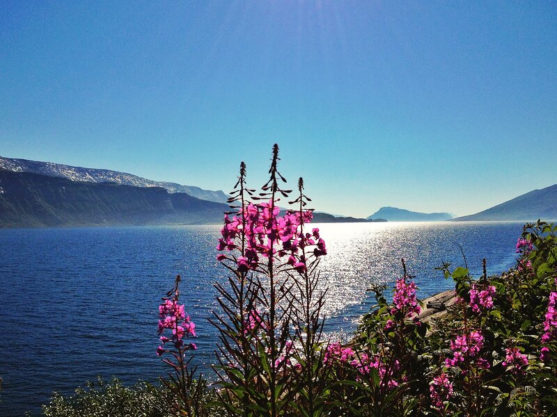 Pink Flowers by Lake — Blue, Serene