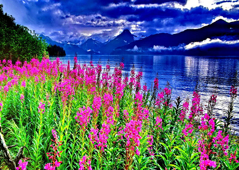 Pink Flowers by Lake — Dramatic