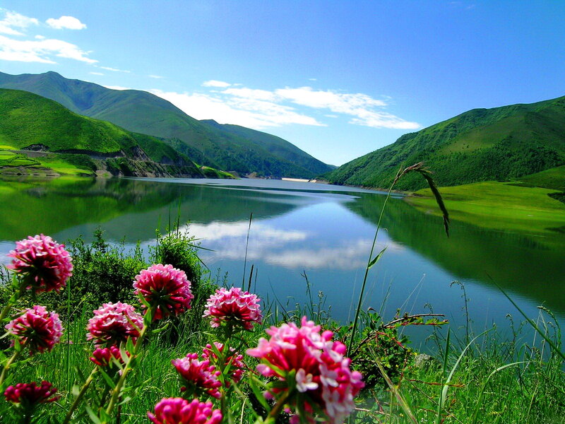 Pink Flowers by Lake — Green, Serene, Summer, Photograph