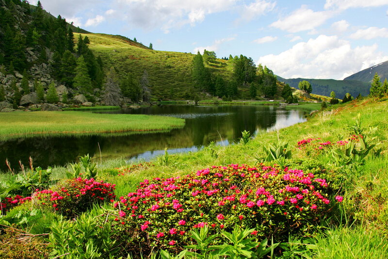 Pink Flowers by Lake — Green, Serene, Summer