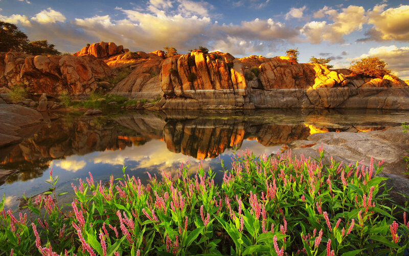 Pink Flowers by Lake — Green, Serene, Sunset