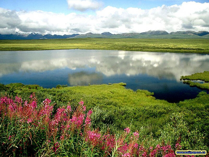 Pink Flowers by Lake — Green, Serene